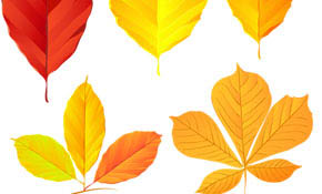 Autumn Vector Leaves